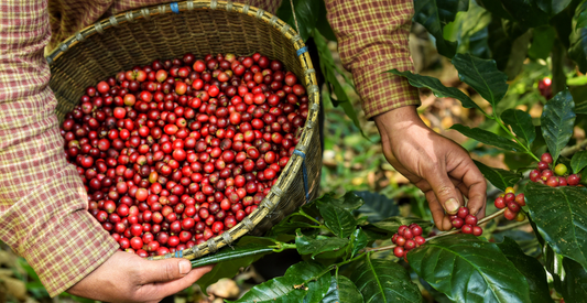 The History of Coffee