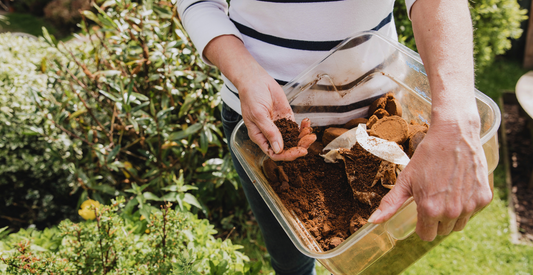 What Plants Don't Like Coffee Grounds?